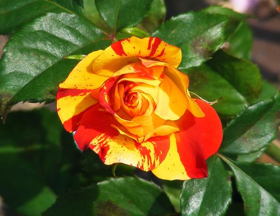 Isolde Hit photo ih2013_08220068_zps9448a560.jpg